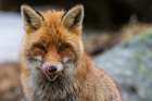 Close-up portrait of a red fox looking at the camera Gran Paradiso National Park-Italy Art Print
